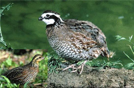 Quail